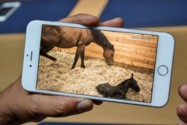 Foaling Cameras